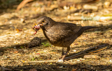 Female blackbird gathering grubs from the forest undergrowth in the spring for her young in the nest