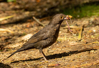 Female blackbird gathering grubs from the forest undergrowth in the spring for her young in the nest
