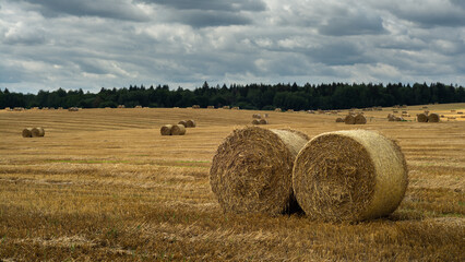round bales of dry golden straw lie in a wide field after harvest under a cloudy sky. summer agricultural landscape