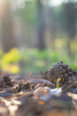 pine cone in the forest illuminated by the summer sun from close up