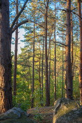 Summer Serenity: A Golden Hour View of a Pine Forest near Csobánc Mountain
