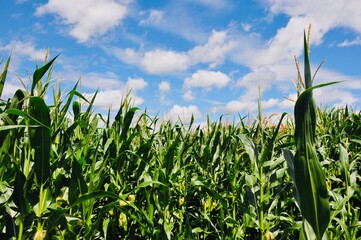 Fototapeta premium Rain Makes Corn