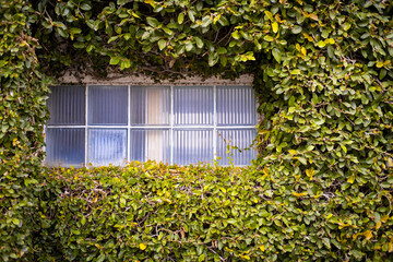 Vining leaves nearly hide older, industrial window