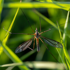 crane fly on grass
