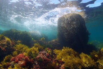 Boulder below water surface with seaweed on the ocean floor, natural underwater seascape in the...