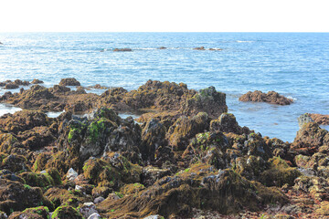 Fototapeta 풍경화처럼 보이지만 넓은 바다의 갯바위에 걸쳐진 해양식물 obraz