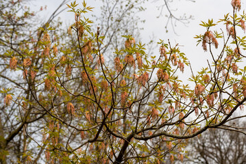 Box Elder Maple Catkins On The Tree In Spring