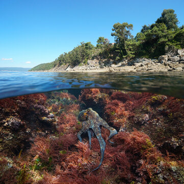 Atlantic coast with an octopus and red algae underwater in the ocean, split level view over and under water surface, Spain, Galicia, Rias Baixas