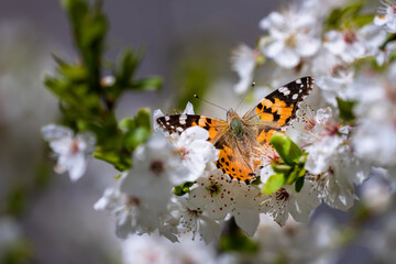 Butterfly in tree flowers in spring
