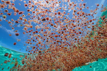 Red algae harpoon weed, Asparagopsis armata in tetrasporophyte stage, aggregation floating on the water surface seen from underwater, Atlantic ocean, natural scene, Spain © dam