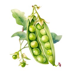 green peas in a pod isolated on white background, generative ai - obrazy, fototapety, plakaty