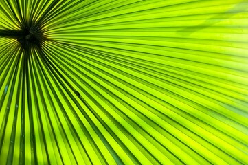 Fototapeta premium ruffled fan palm leaf closeup Licuala grandis