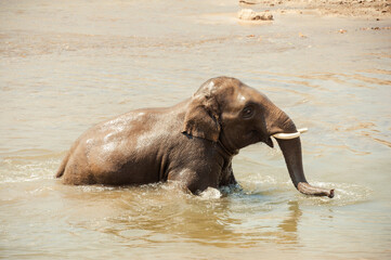 Elephant bathing in the cool waters at elephant nature park Chiang Mai Thailand