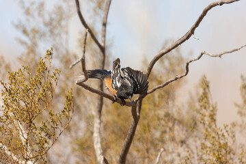 A Spotted Towhee launches from it's perch on a bare mesquite branch in the desert environment of...