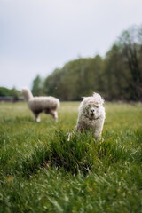 Funny white alpaca with lots of wool is resting in the meadow