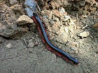 Diplopoda in tropical nature borneo