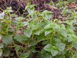 Peperomia pellucida plants in tropical nature borneo
