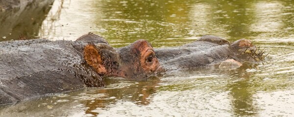 A closeup of a Hippopotamus nearly submerged in water on the Mara River in the Maasai Mara reserve Kenya Africa