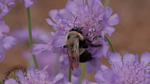 Bumble bee collecting nectar from scabiosa flower