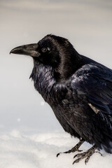 Raven on snow