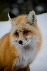 red fox in the snow