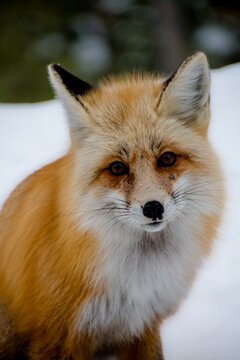 Close up of a fox