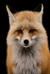 Fox portrait on Black