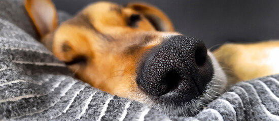 Sleeping dog banner. Defocused background. Funny dozing doggy muzzle. Dog lifestyle. Header for...