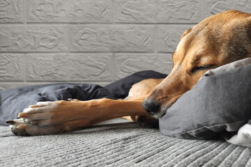 Cozy home mood - dog sleeps in cute position on bed. Mongrel dog sleeps sweetly with his head resting on pillow. Hidden Lives of Pets. Dog lifestyle. Peaceful sleep of animal