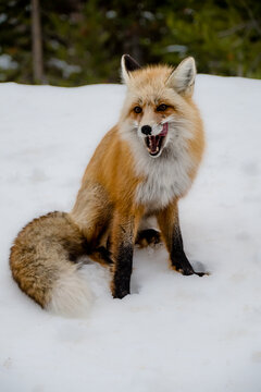 Playful fox