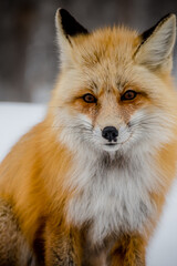 Fototapeta premium red fox portrait