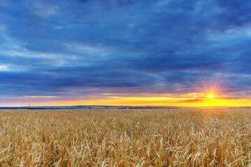 Sunset above the wheat field in countryside