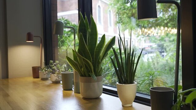 Leaf insect, office plant growth of a business looking at indoor green garden