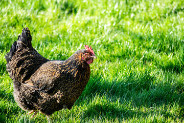  A chicken walks through a farmer's field. Large spotted brown chicken close-up in the garden on green grass. Rural farmstead with pets.