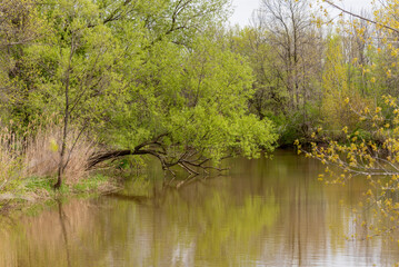 Tree On The River In New Spring Green Foliage