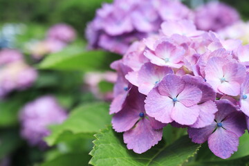 梅雨時期を迎えた美しい紫陽花のアップ
