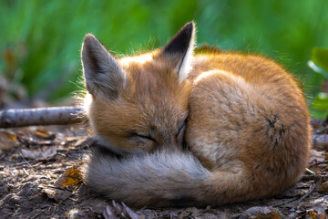 Young American Red Fox (Vulpes vulpes fulva) Sleeping