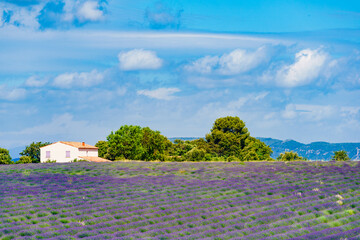 Fototapeta premium Provence landscape with lavender fields, France