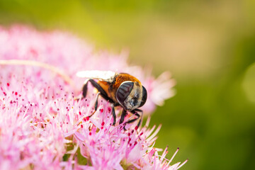 Syrphid flies , A hoverfly on a flower