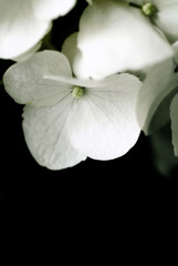 Fototapeta na wymiar White Hydrangea Flowers 