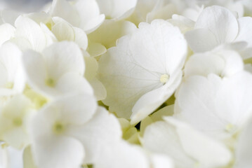 White Hydrangea Flowers 