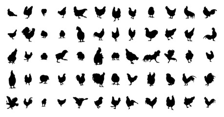 set of chicken vector silhouettes 