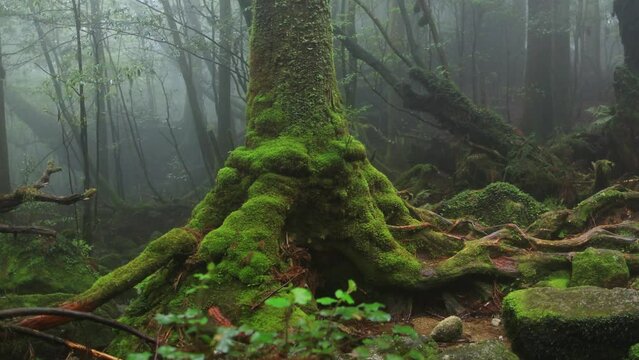 Beautiful foggy forest, moving through a mystical dark moss forest with a large mossy tree, lush vegetation, forest ecosystem Yakushima, Japan