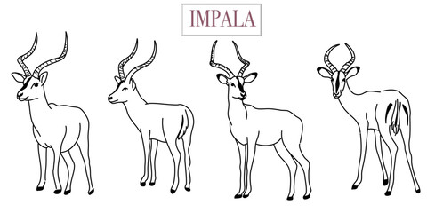 Fototapeta na wymiar Set of african wild black-tailed gazelle with long horns cartoon animal design flat vector illustration on white background side view antelope