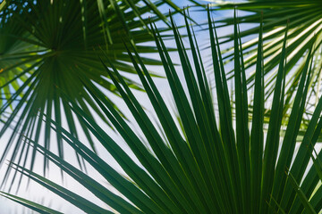 Fototapeta na wymiar Leaves of Everglades palm (binomial name: Acoelorrhaphe wrightii), also known as Paurotis palm and Madeira palm, cultivated as a landscape tree in Florida (foreground focus)