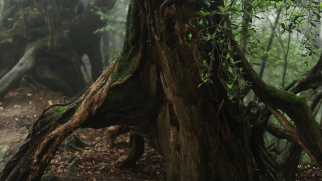 ancient trees in foggy scenic forest, mysterious moss forest, forest ecosystem, explore deep woods in Japanese Yakushima, 