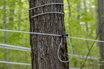 Tree trunk with attached tubes, pipes, taps and nozzles at a commercial maple syrup farm in Ontario, Canada.