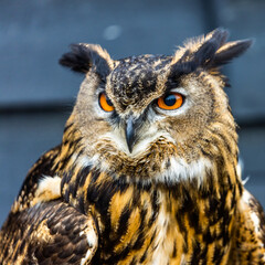 The Eurasian eagle-owl (Bubo bubo) is a species of eagle-owl that resides in much of Eurasia.