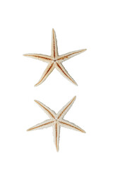 Beige starfish isolated on white background / Ocean / Yellow starfish isolated on white background / cut out / cut out starfish/ for your scene	