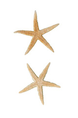 Fototapeta na wymiar Beige starfish isolated on white background / Ocean / Yellow starfish isolated on white background / cut out / cut out starfish/ for your scene 